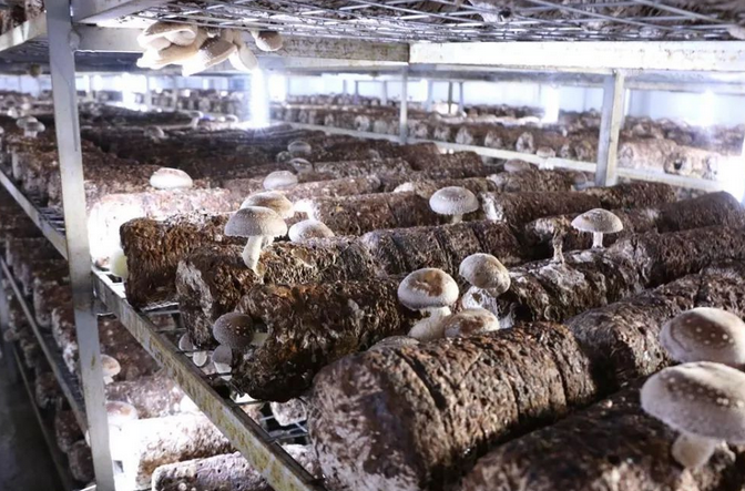 食用菌菌菇種植行業(yè)(yè)濕度加濕處理解決方案